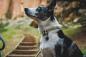 Preview: Ruffwear Knot-a-Collar Moss Green Gr. 36-51 cm